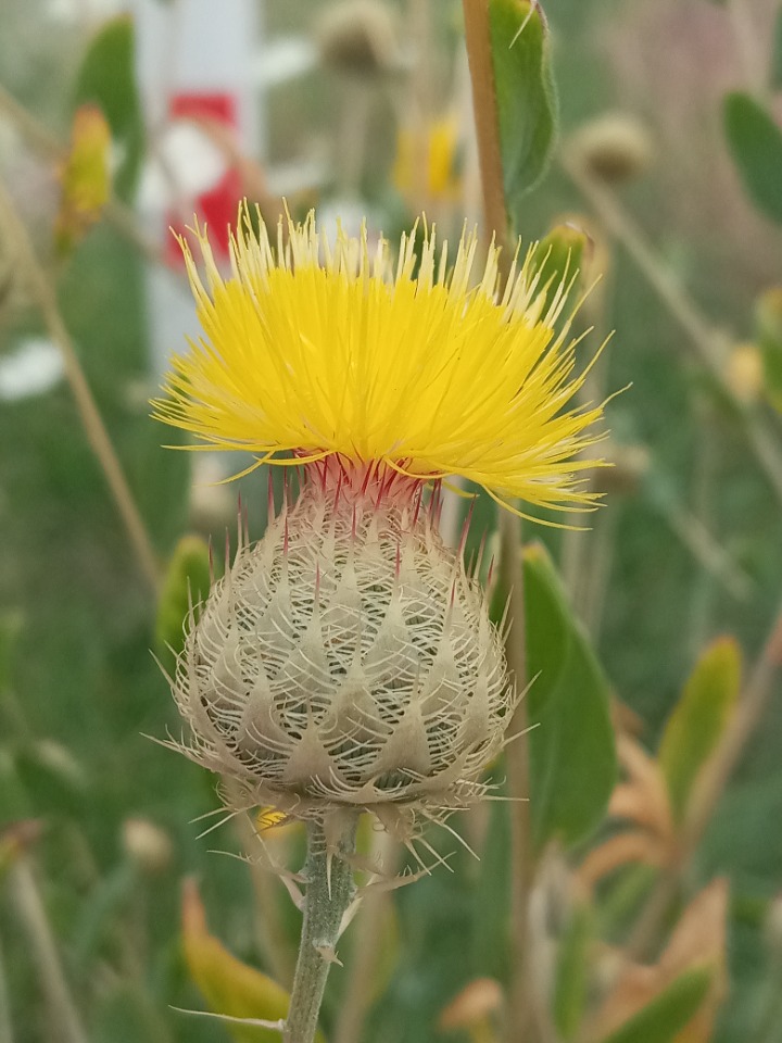 Centaurea balsamita