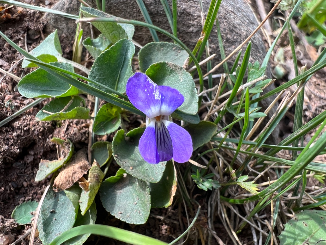 Viola rupestris