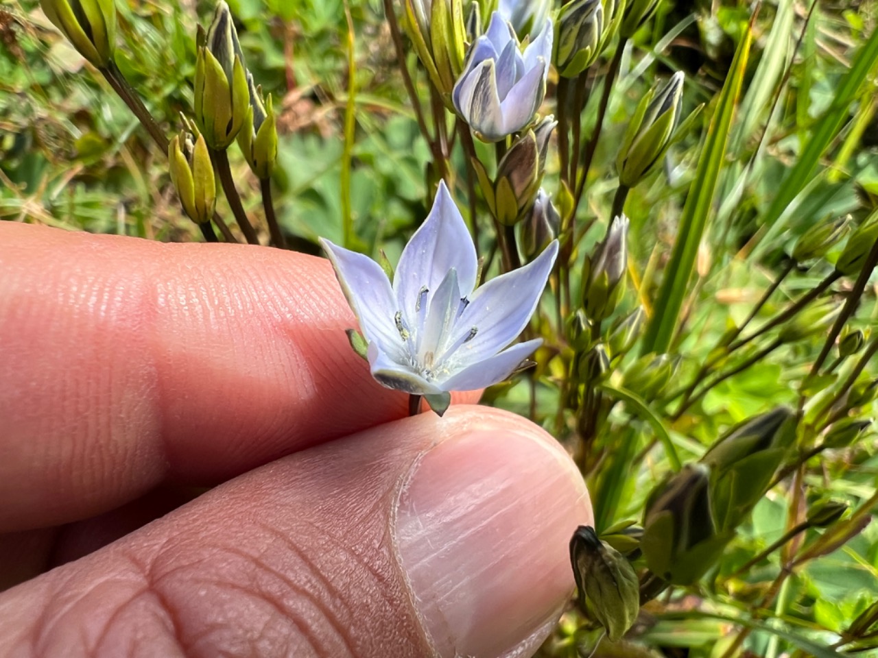Lomatogonium carinthiacum
