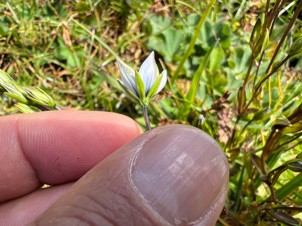 Lomatogonium carinthiacum