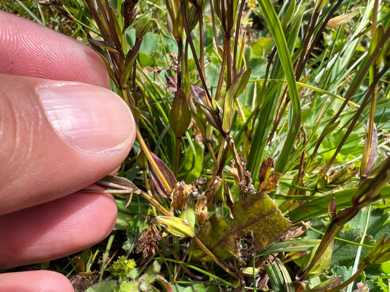 Lomatogonium carinthiacum