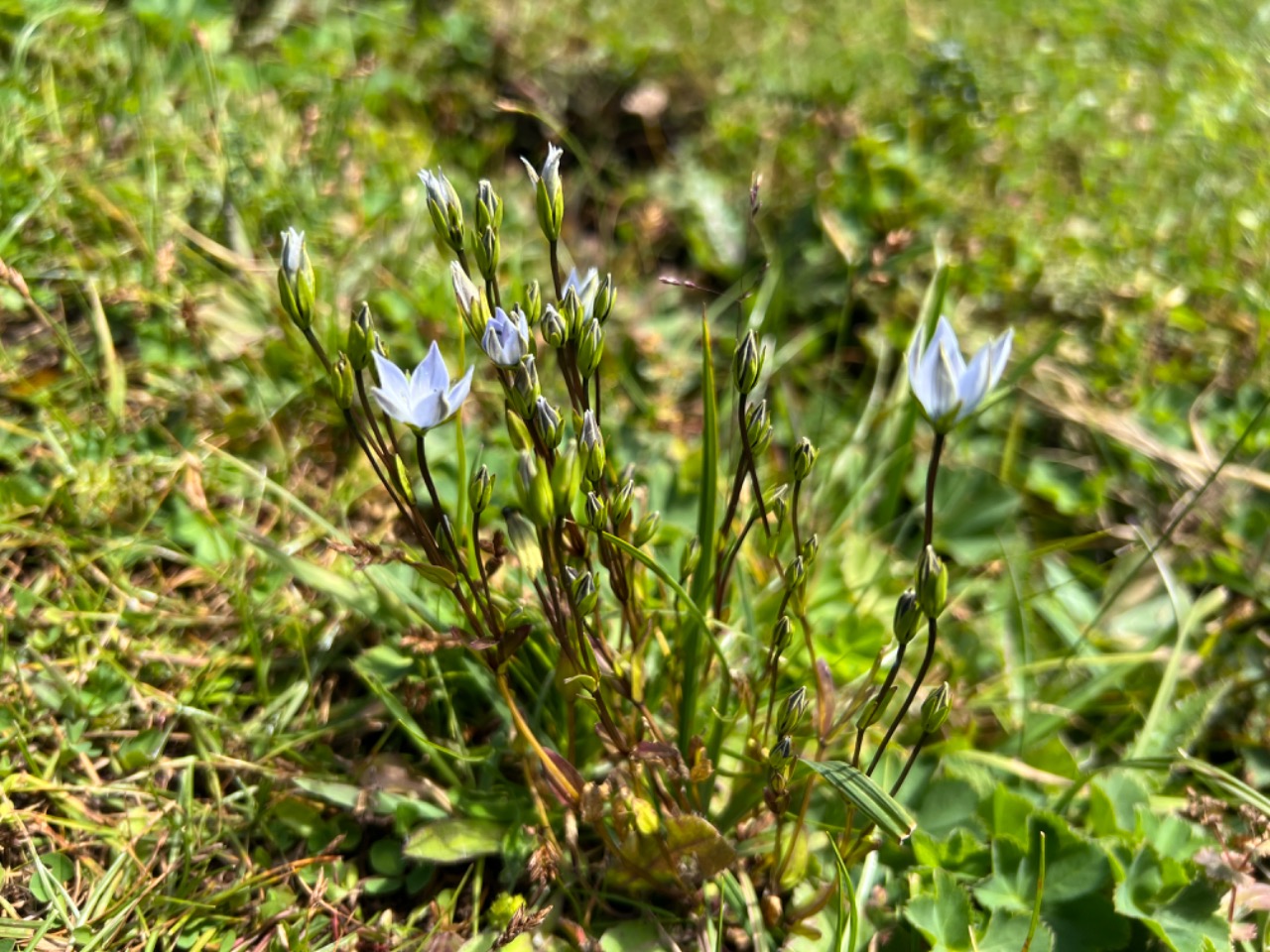 Lomatogonium carinthiacum
