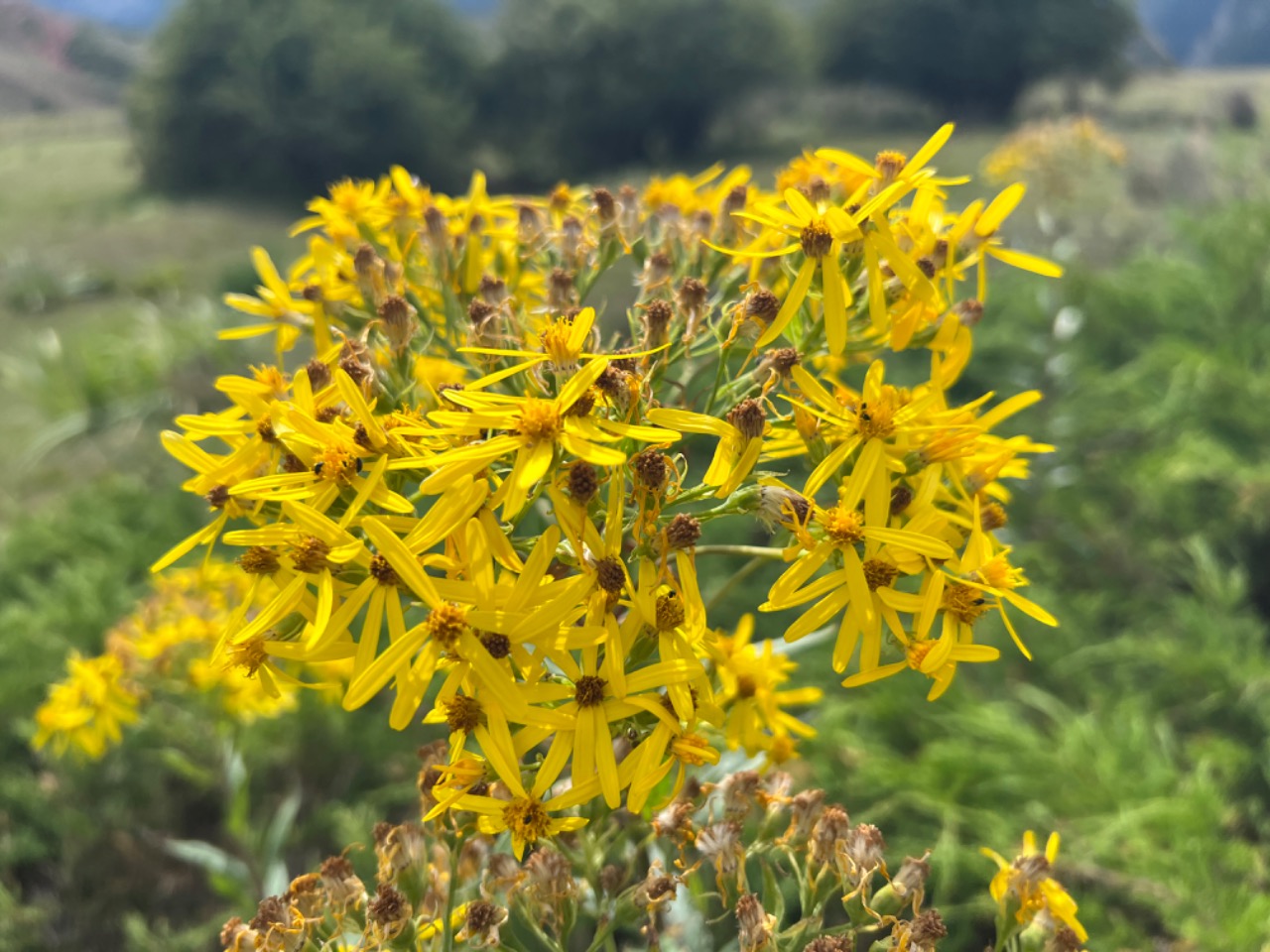 Senecio nemorensis