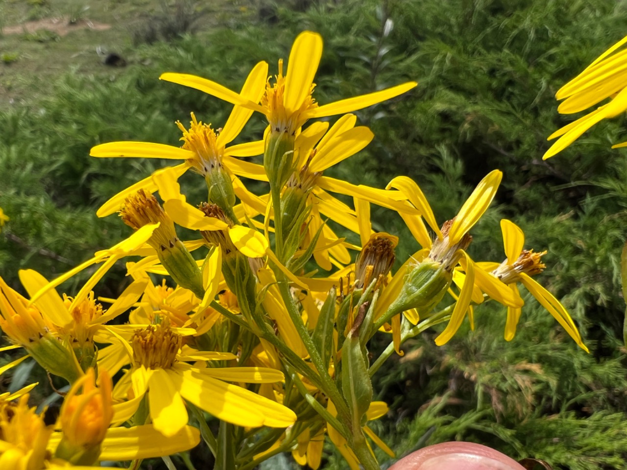 Senecio nemorensis