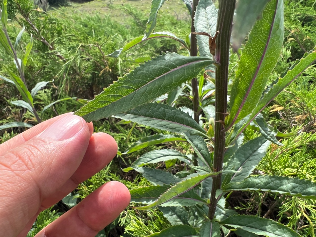 Senecio nemorensis