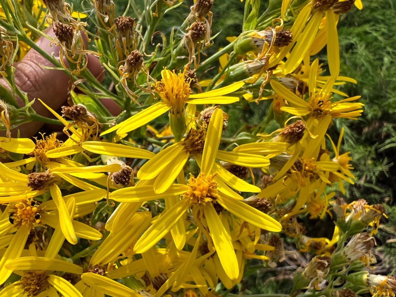 Senecio nemorensis