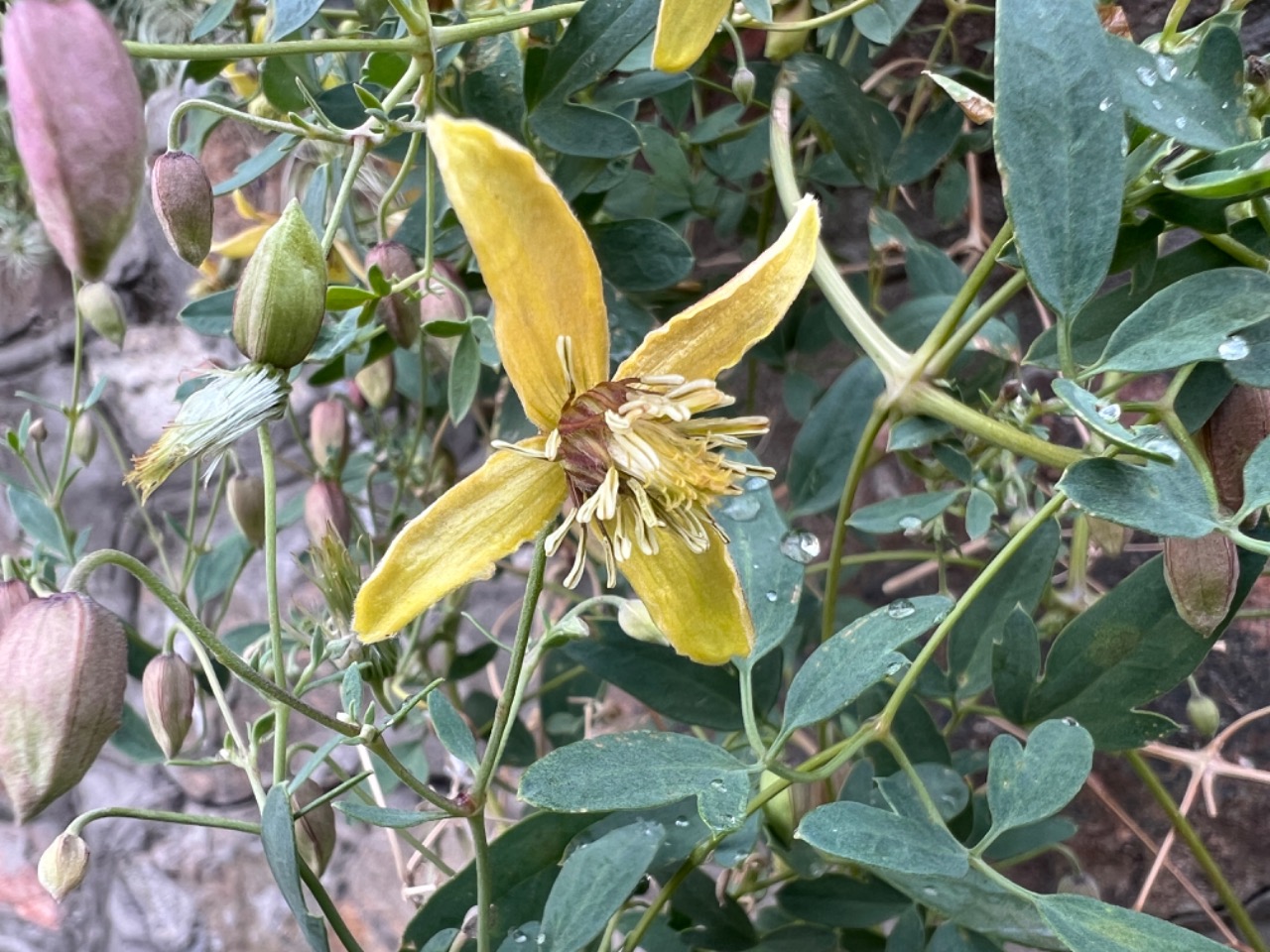 Clematis orientalis