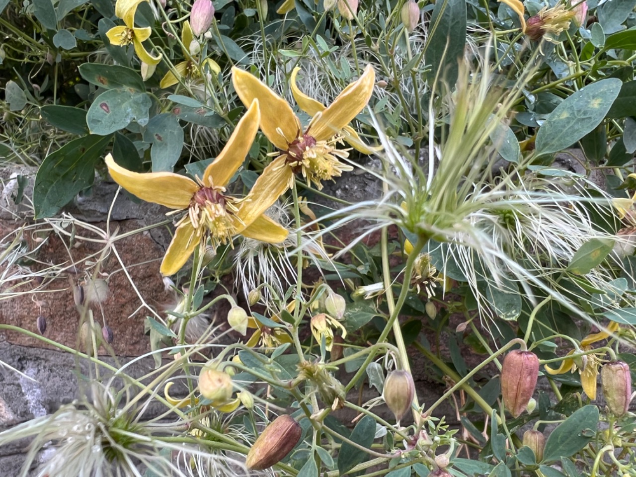 Clematis orientalis