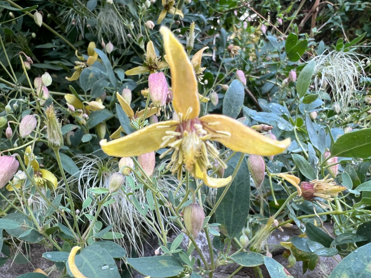 Clematis orientalis