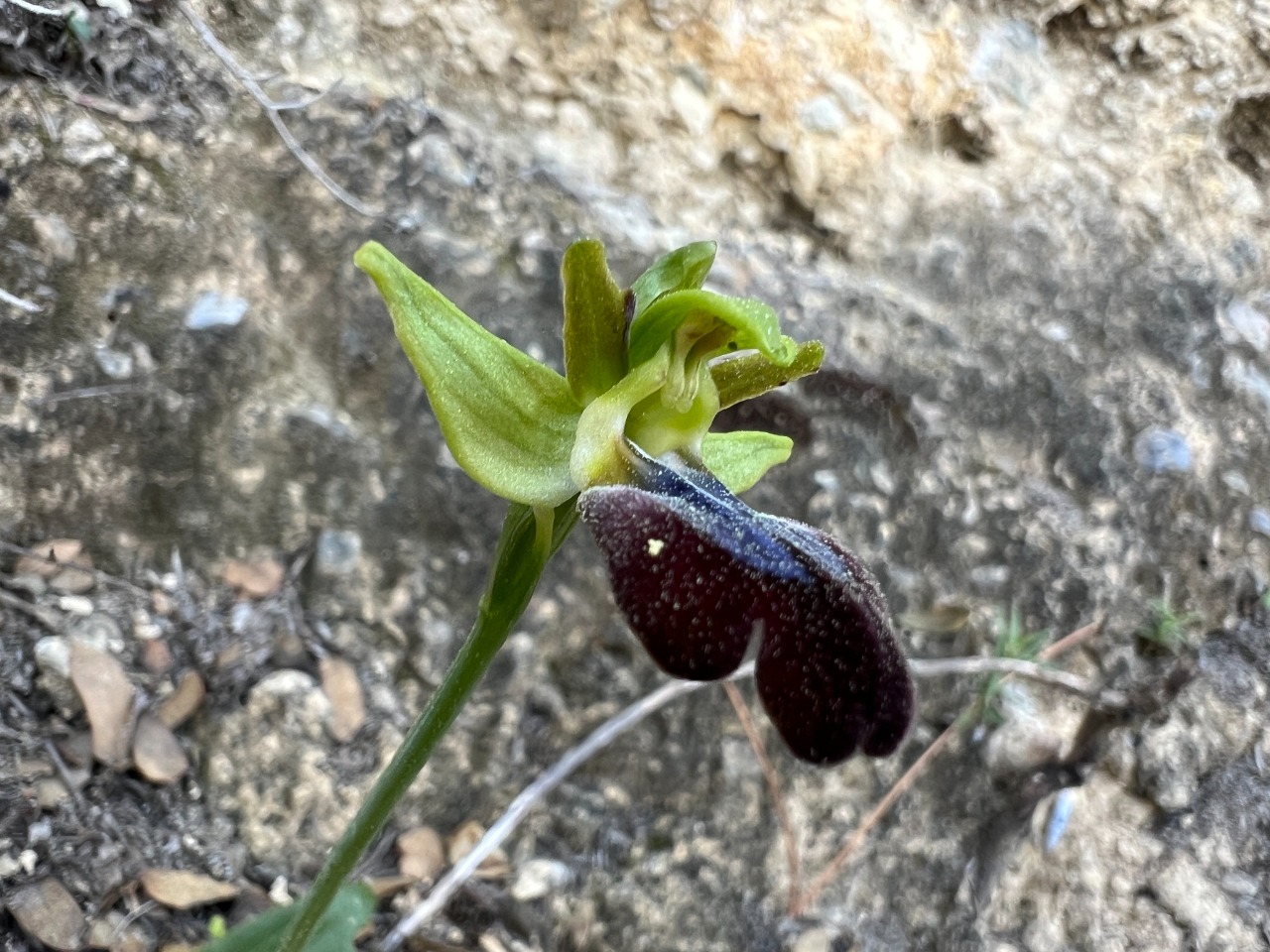 Ophrys iricolor