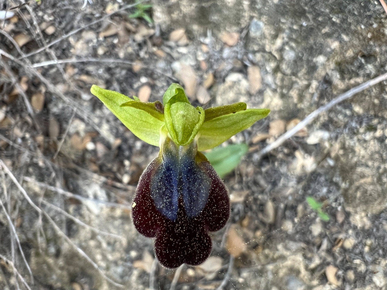 Ophrys iricolor