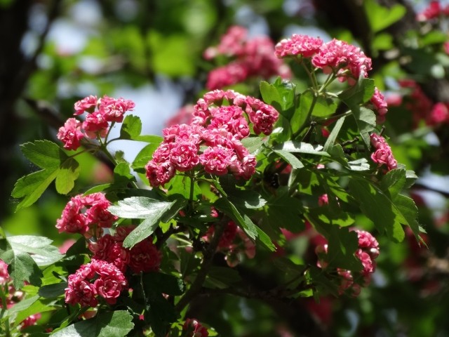 Crataegus oxyacantha