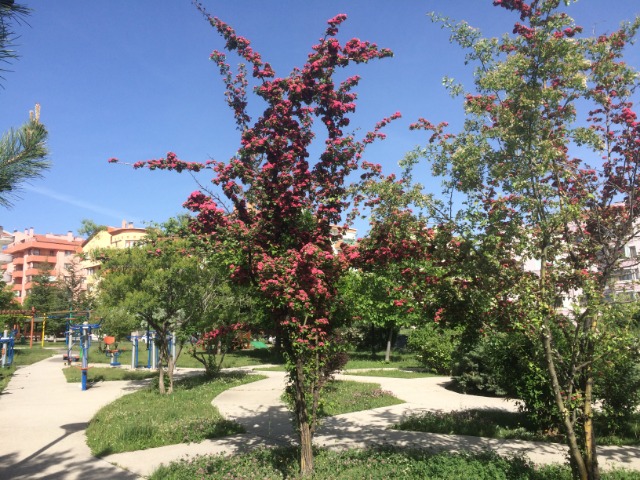 Crataegus oxyacantha