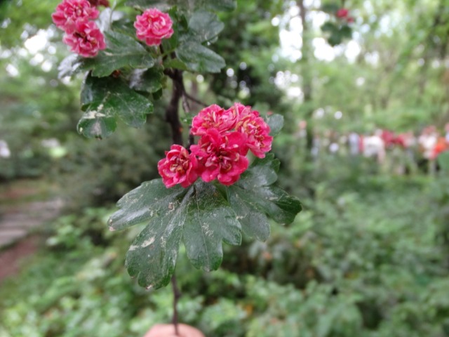 Crataegus oxyacantha