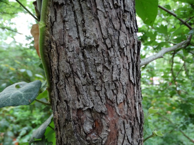 Crataegus oxyacantha