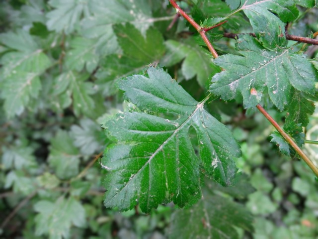 Crataegus oxyacantha