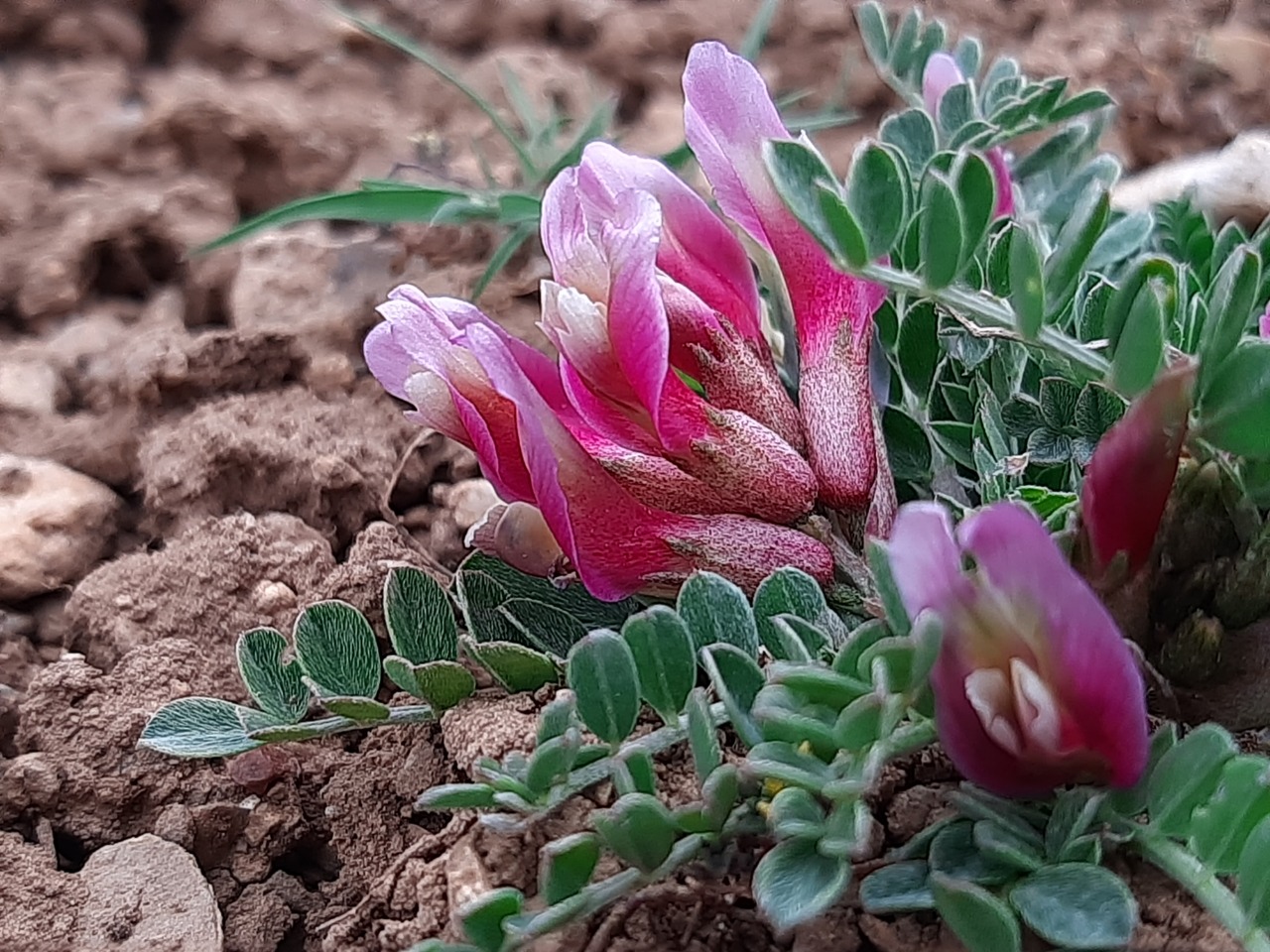 Astragalus elongatus