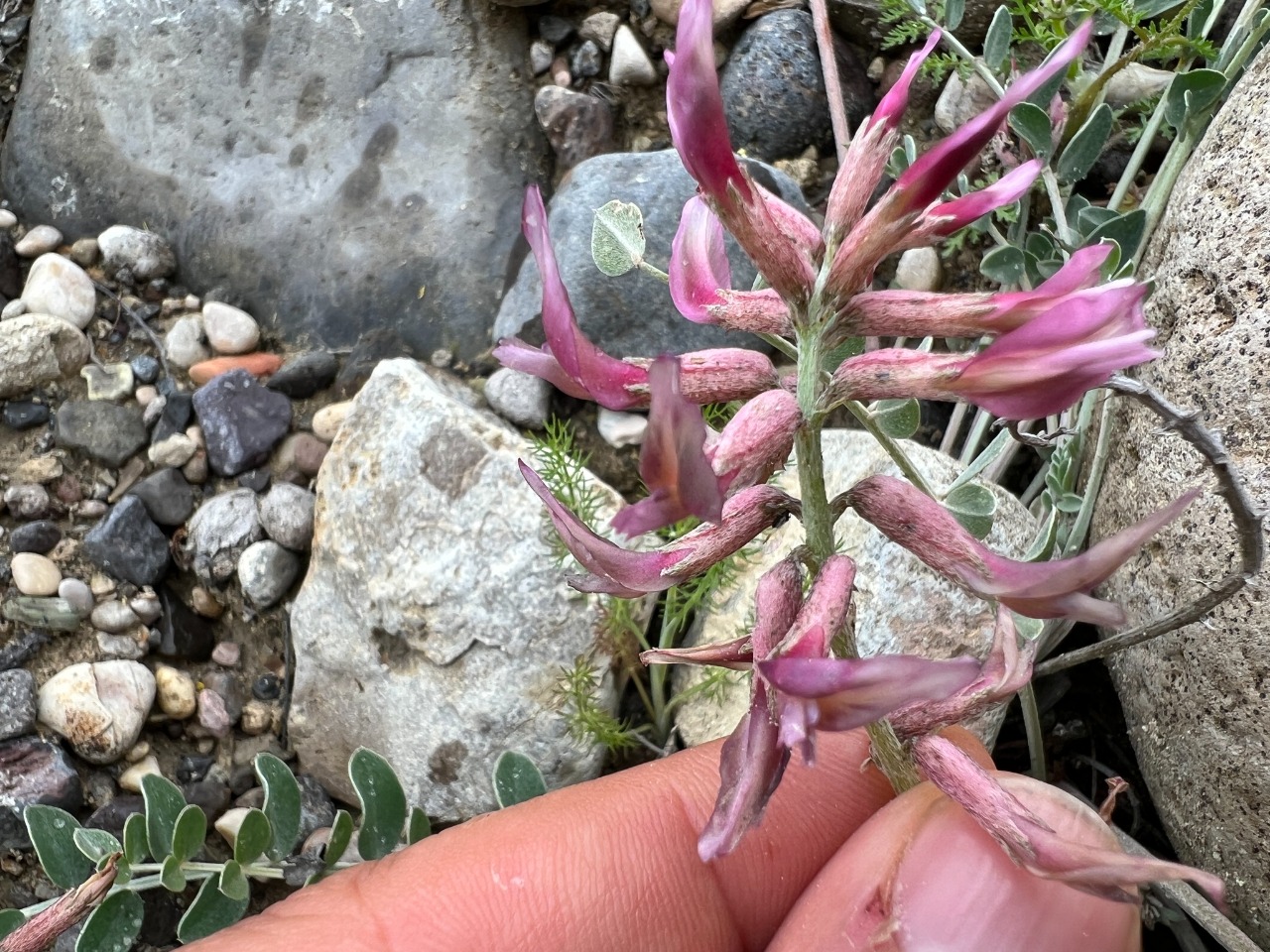 Astragalus elongatus