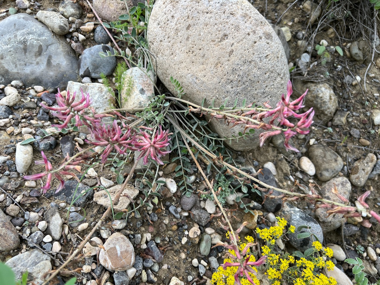 Astragalus elongatus