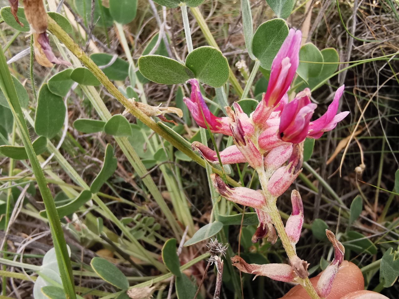 Astragalus elongatus