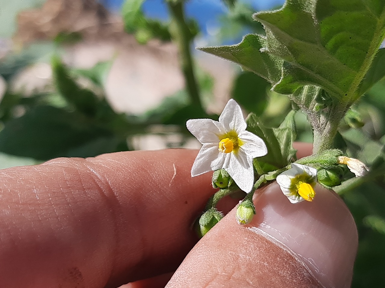 Solanum luteum