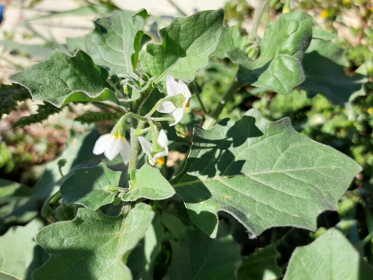 Solanum luteum