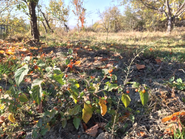 Solanum luteum