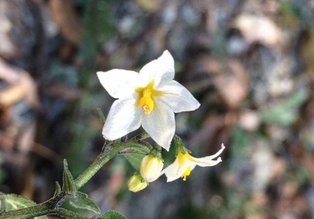 Solanum luteum