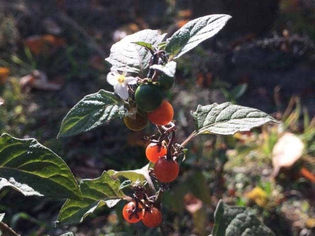 Solanum luteum