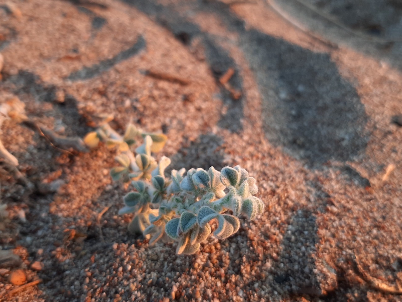 Medicago marina