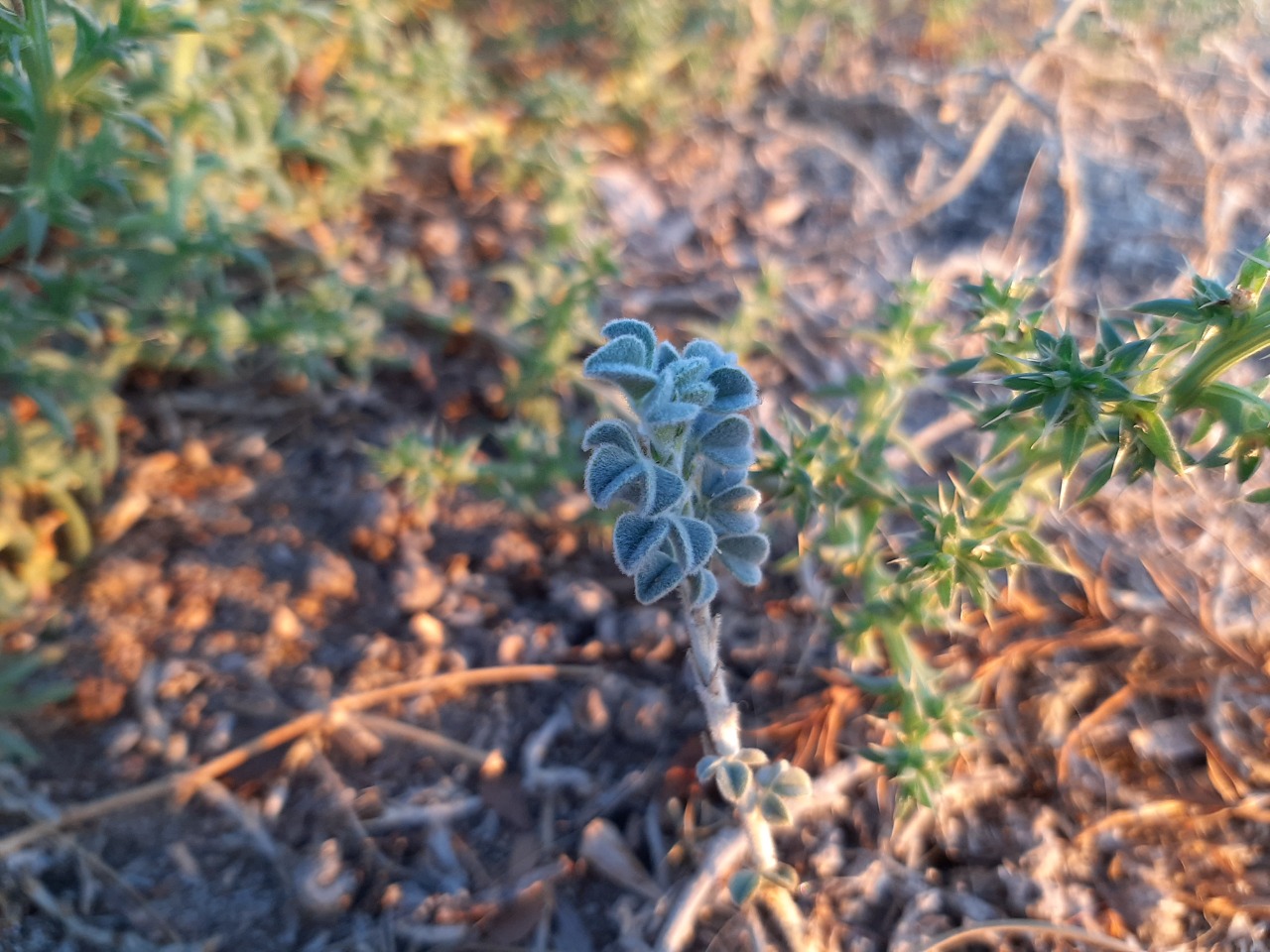 Medicago marina