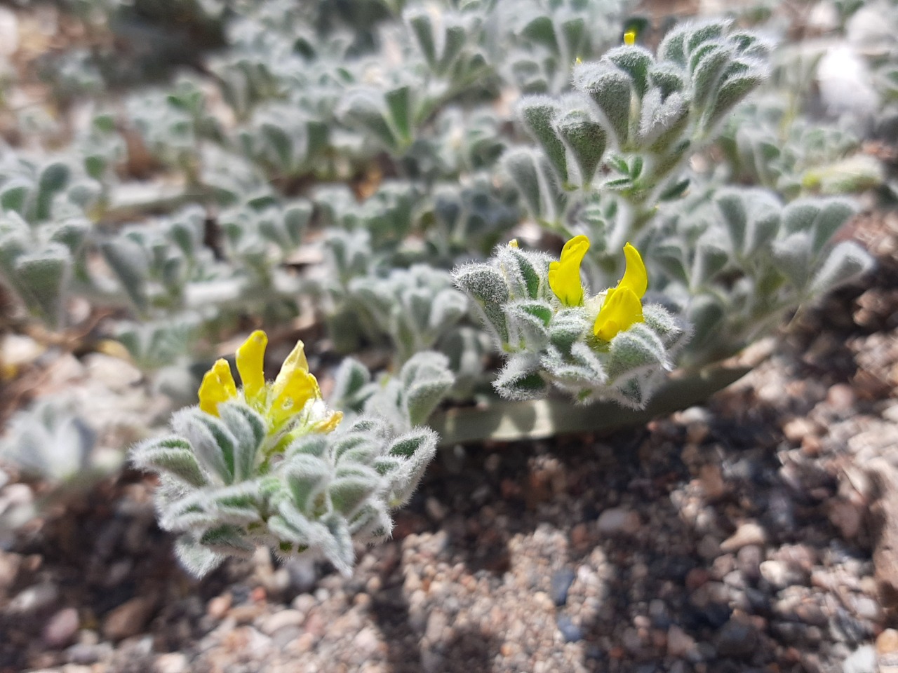 Medicago marina