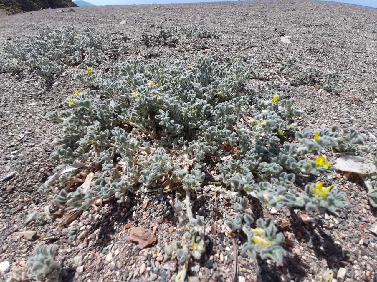 Medicago marina