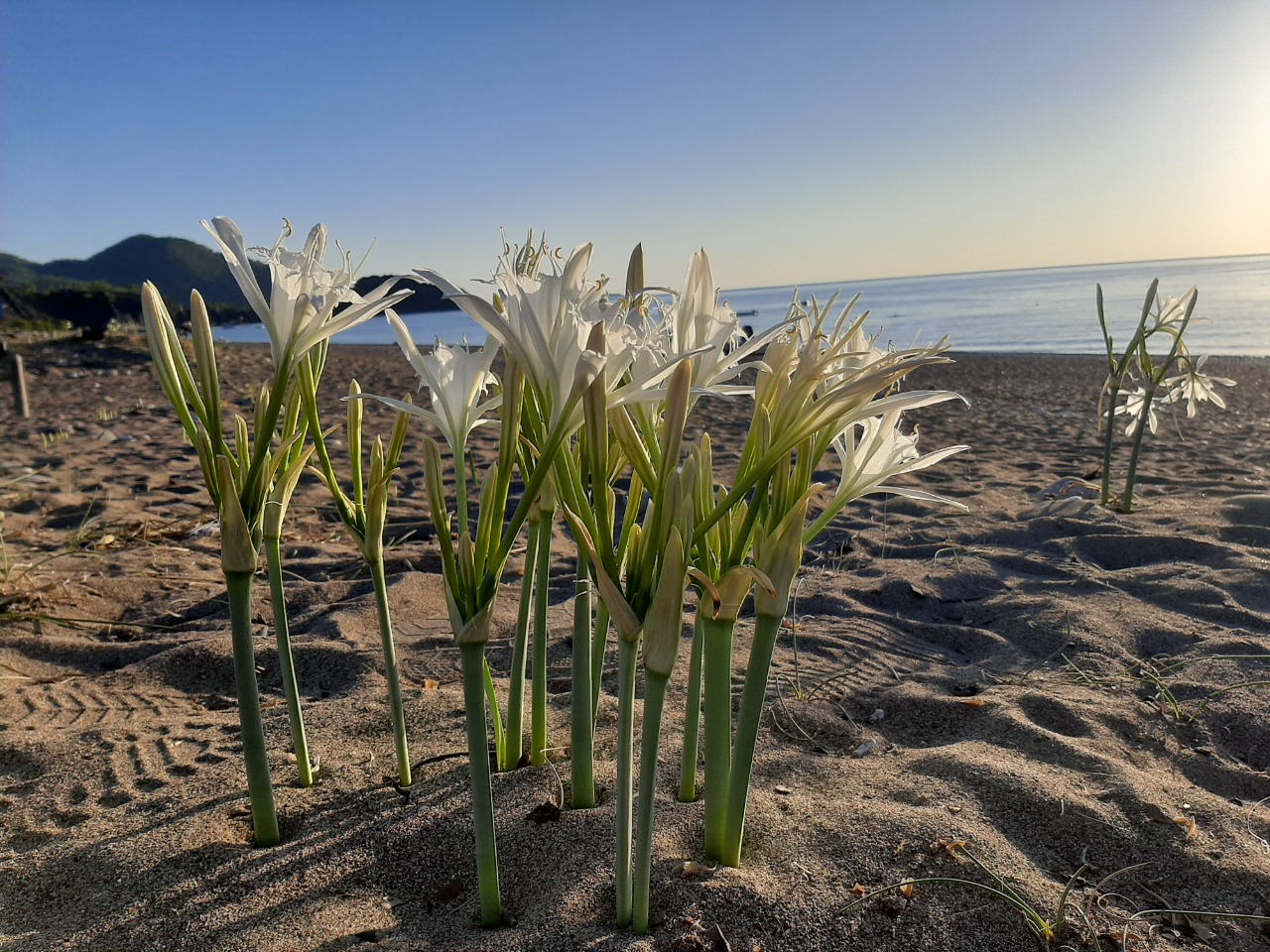 Pancratium maritimum