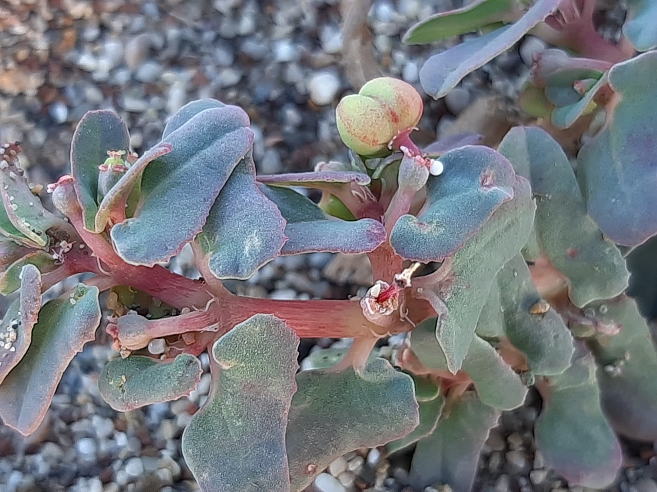 Euphorbia peplis