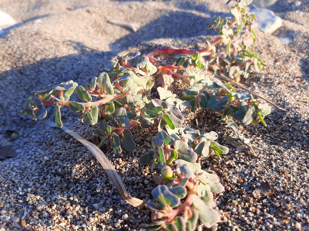 Euphorbia peplis