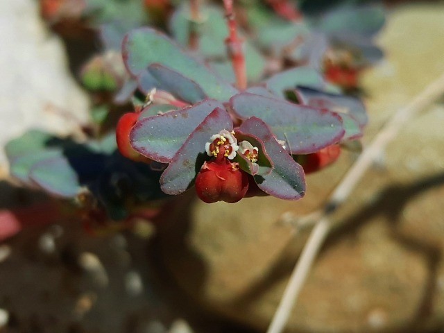 Euphorbia peplis