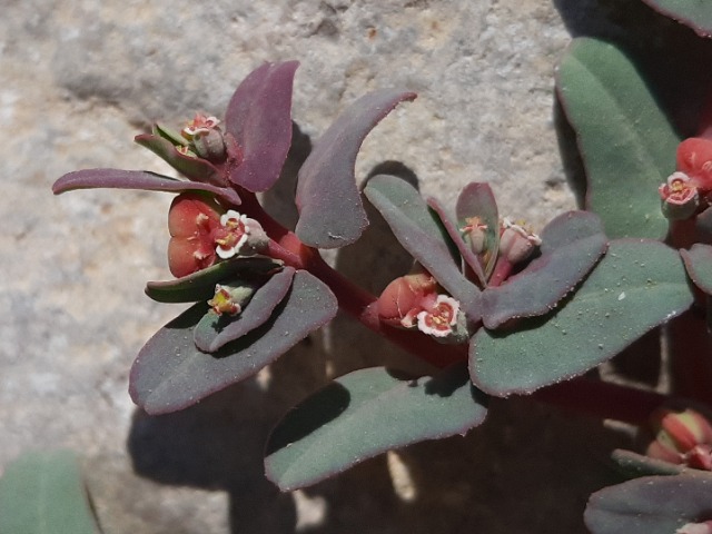 Euphorbia peplis