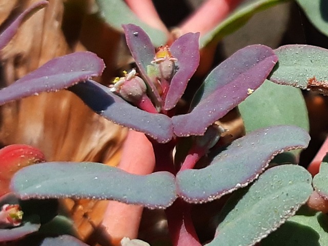 Euphorbia peplis