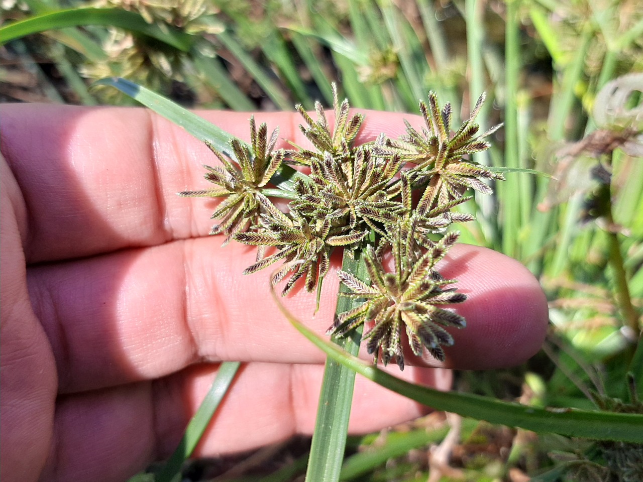 Cyperus fuscus
