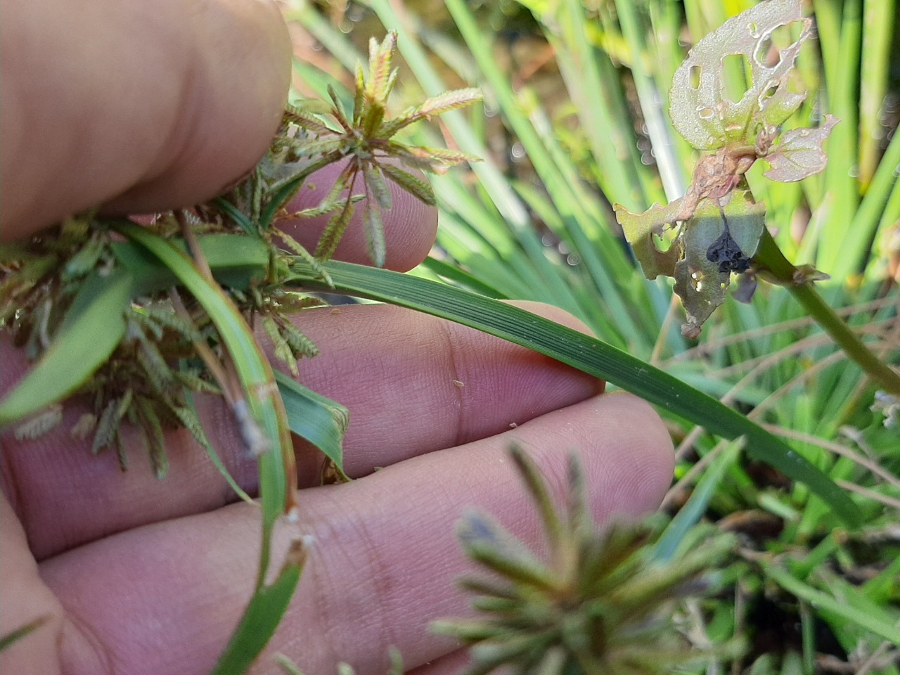 Cyperus fuscus