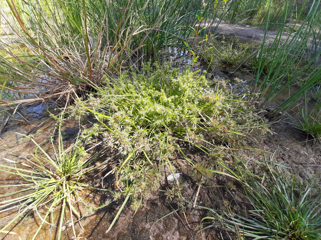 Cyperus fuscus