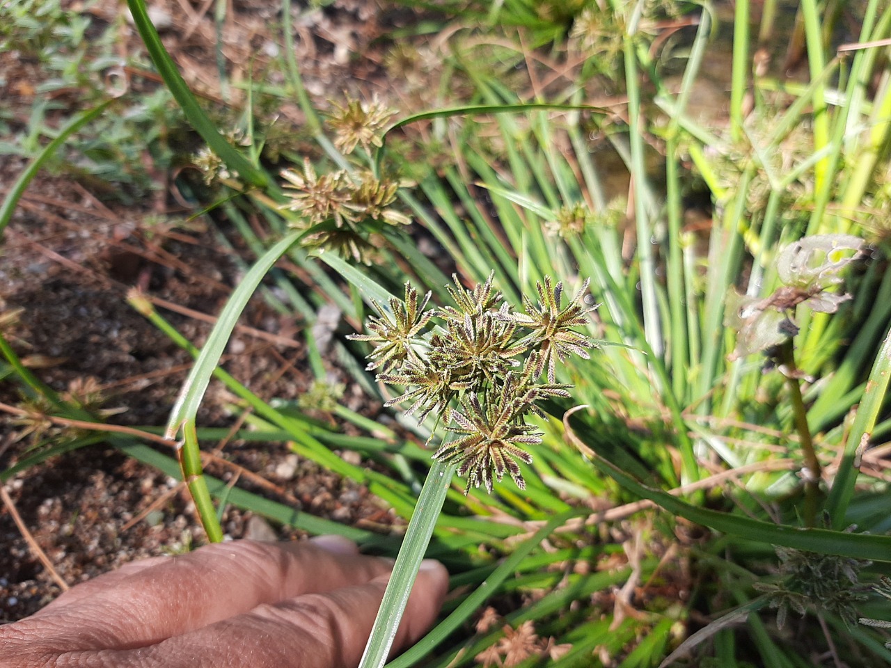 Cyperus fuscus