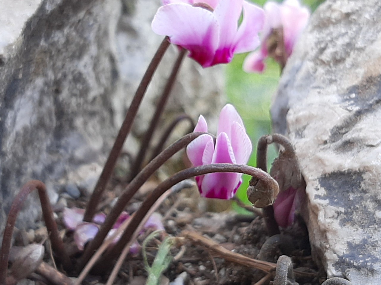 Cyclamen graecum