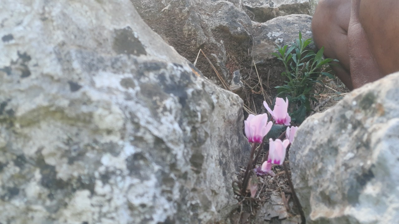 Cyclamen graecum