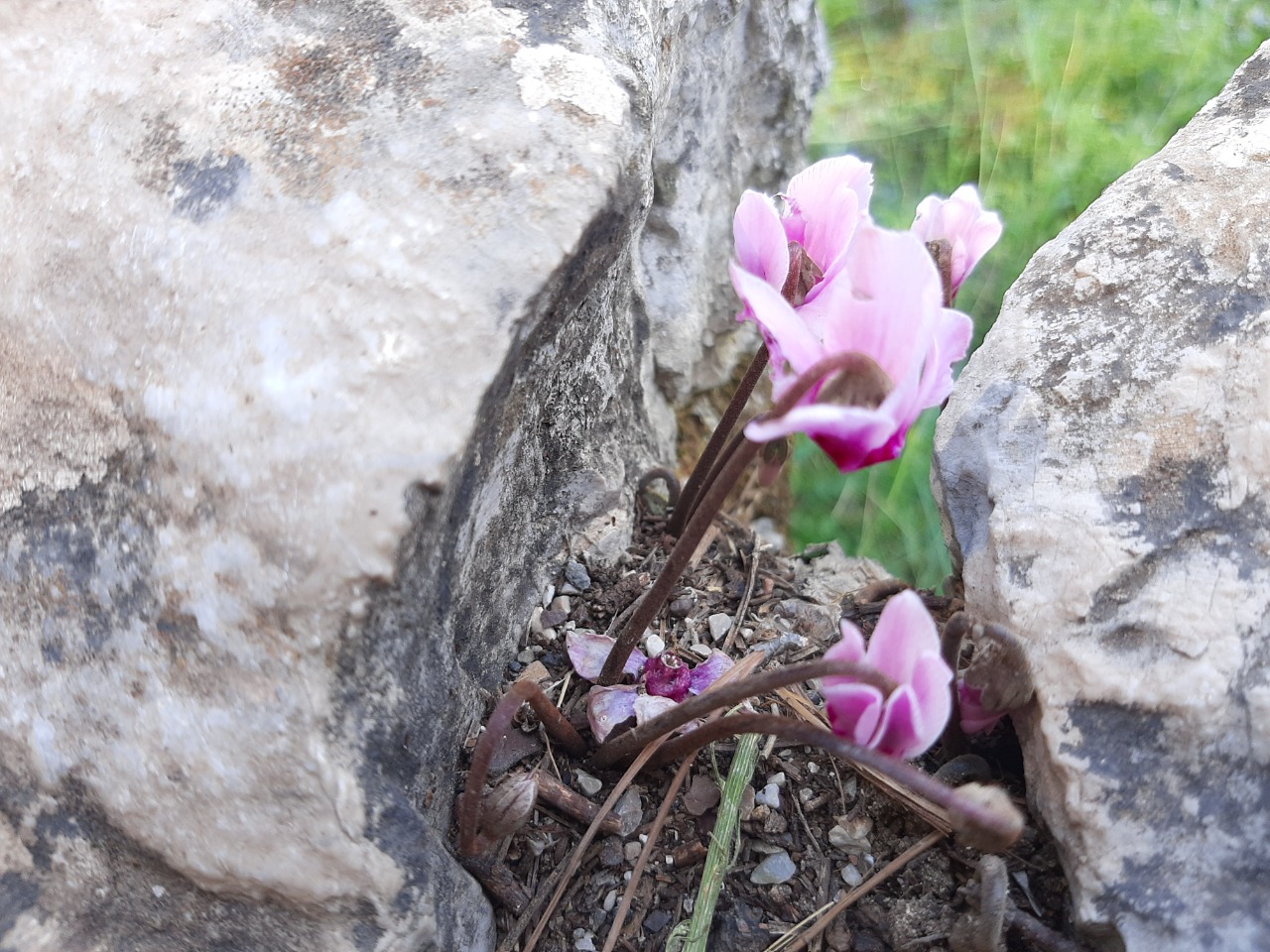 Cyclamen graecum