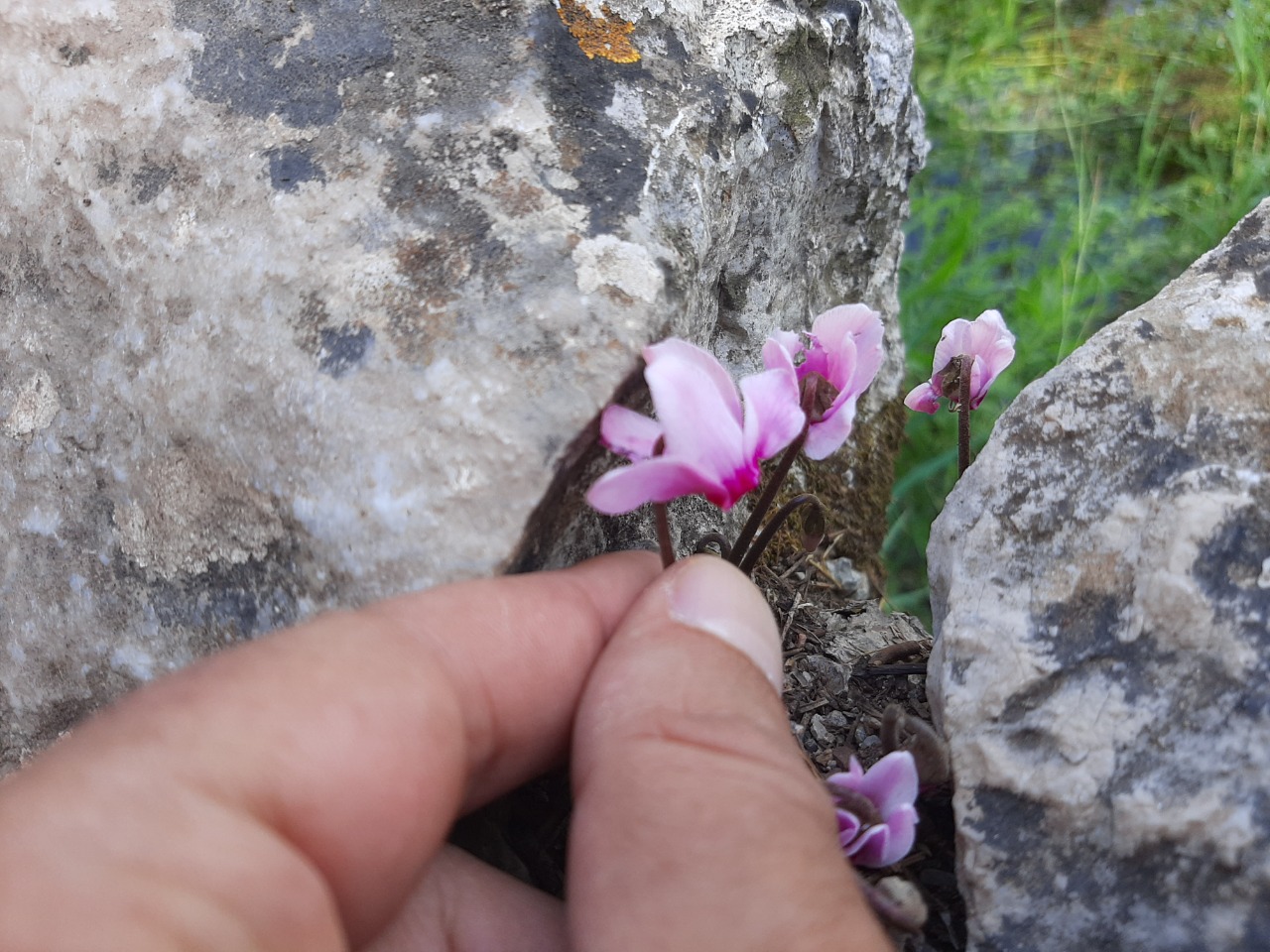 Cyclamen graecum