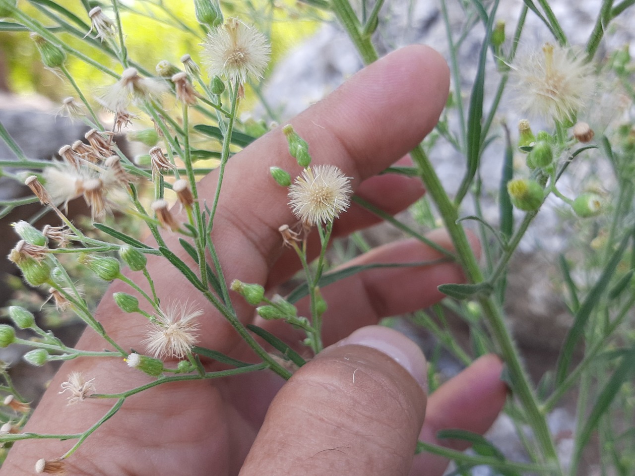 Conyza canadensis