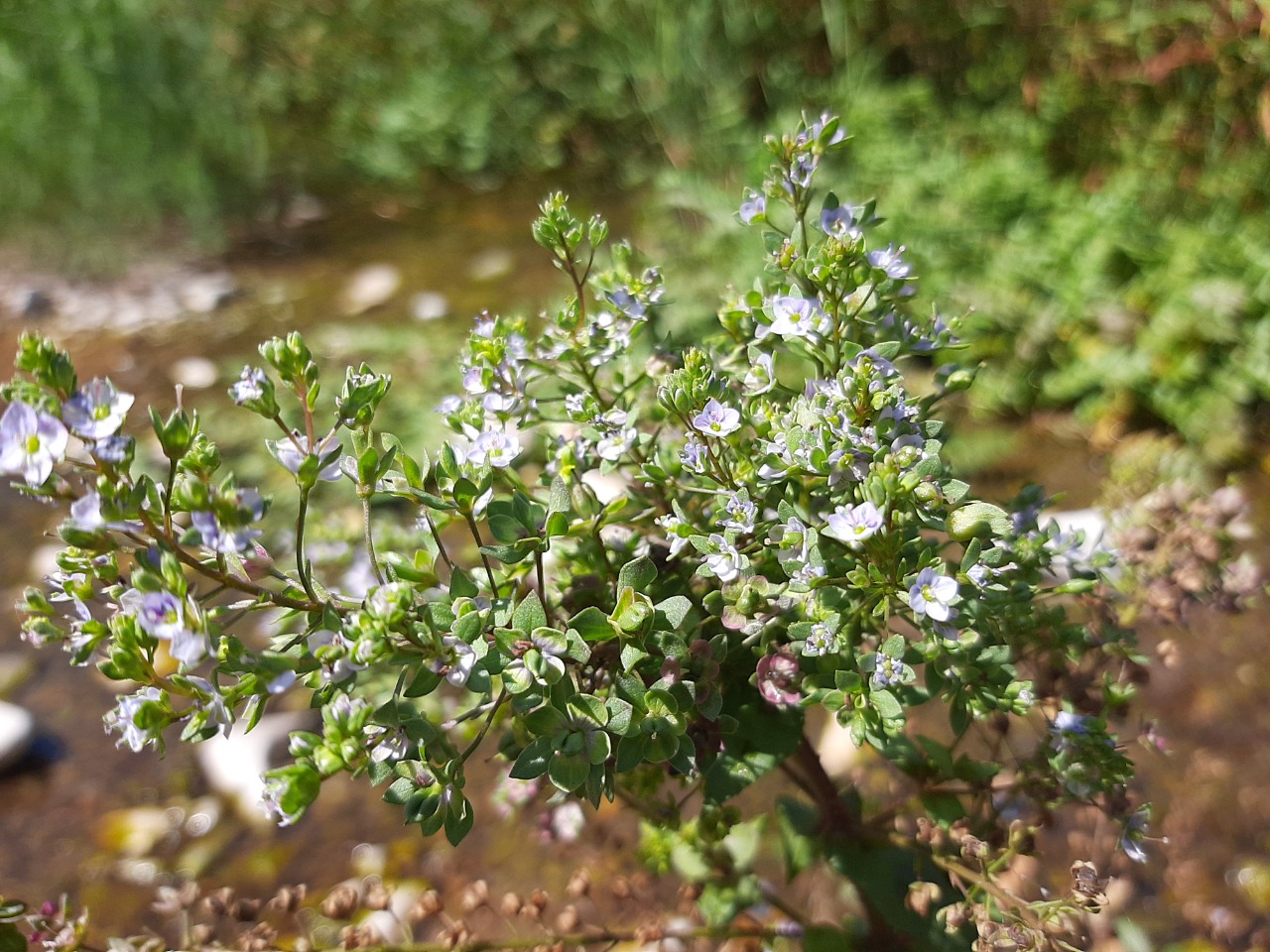 Veronica anagalloides