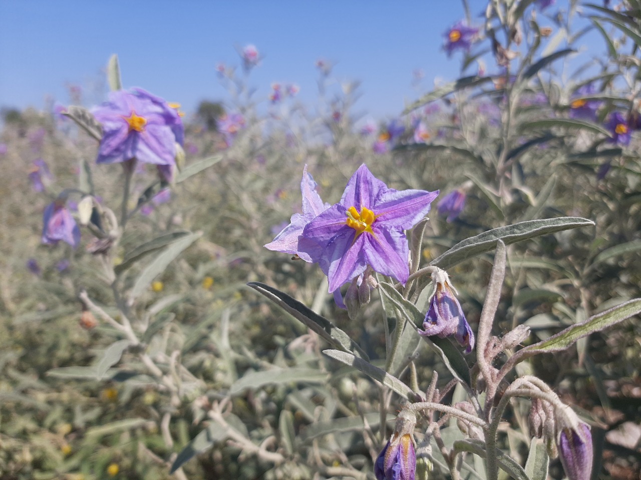 Solanum elaeagnifolium